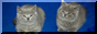 button of the two grey kittens from the 'two of us' meme