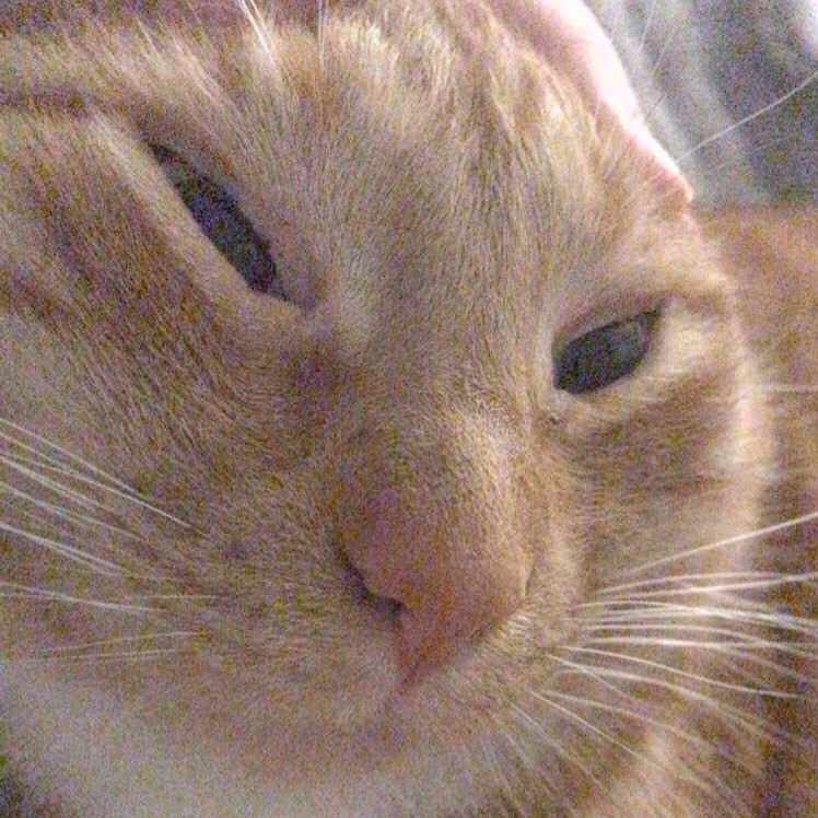 low quality image of a an orange tabby cat with its ears being pulled back