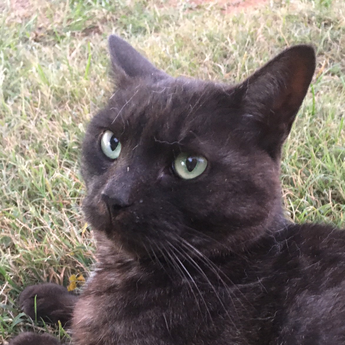image of a black cat with grey under fur and light green eyes laying in grass