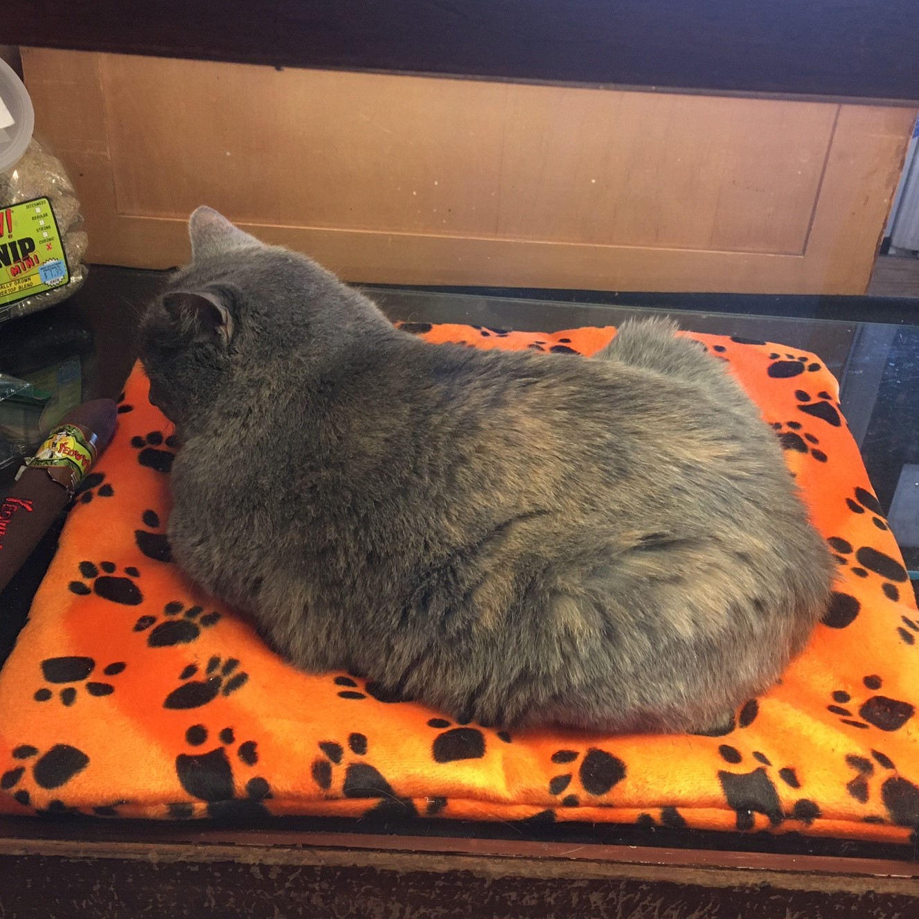 image of a tortoiseshell cat sitting in a loaf position on an orange pillow covered in black paw prints