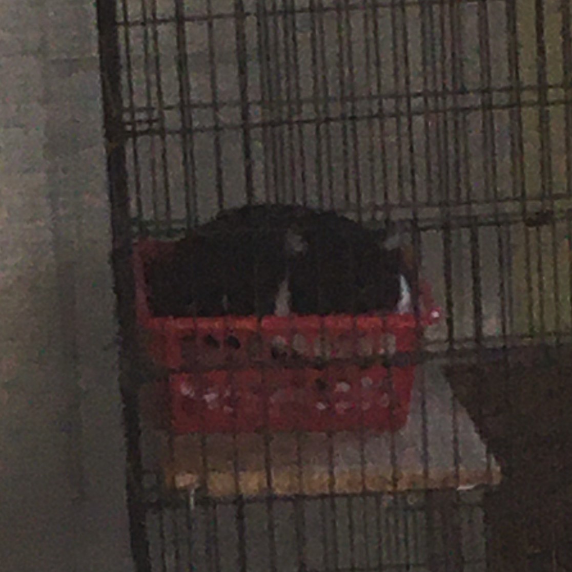 grainy image of a tuxedo cat sitting in a red basket in a cage