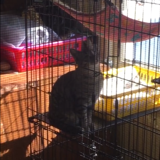grainy image of a brown tabby kitten sitting tall in a cage