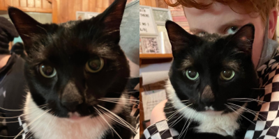 two images of a tuxedo cat with big green eyes being held by a pale person in a checkered hoodie. in the second image, the person peers over the cat