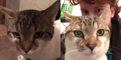 two images of a brown and white tabby cat with green eyes. in the second image, a pale person peeks over from behind his head