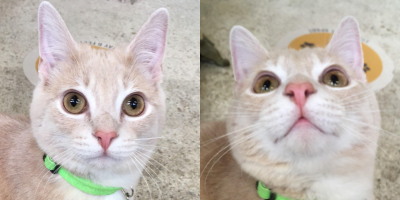two images of cream tabby kitten with amber eyes and a very pink nose, wearing a lime green collar