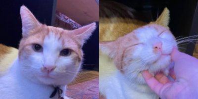 two images of an orange and white cat under a purple light. in the second picture, his chin is being scratched by a pale hand