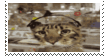 stamp of a cat wearing headphones zooming in and out