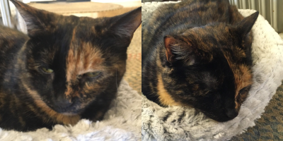 two images of a tortoiseshell cat with sleepy green eyes and an almost perfectly split black and red face. they're curled up in a fluffy gray cat bed