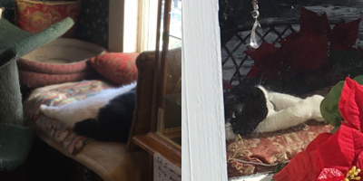 two images of a black and white cat lounging in a cat bed beside a window. the first image is taken inside with only their back end visible, and the second taken outside with only their front end visible