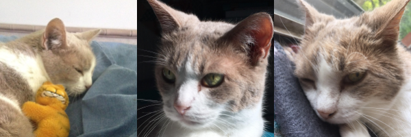 three images of a munchkin cat with white and tannish gray fur, green eyes, and a mean expression