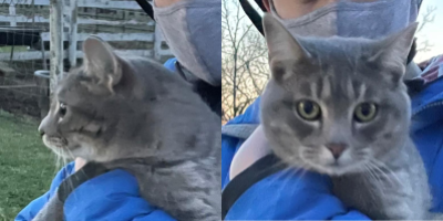 two images of a grey tabby cat with green eyes and round cheeks. she is being held by a slightly offscreen person in a thick blue coat. in the first image, she looks left nervously
