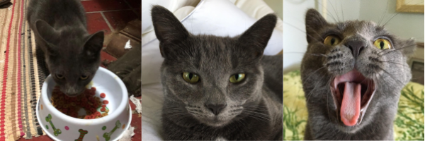 three images of a dark grey cat with green eyes and a slim face. in the first image she eats from a bowl and in the third, yawning widely