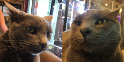 two images of a dark gray cat with green eyes and ears down, with a mildly displeased expression