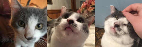 three images of a dark grey and white cat with greenish amber eyes and fluffy cheeks. in the first image, she is a small, lean kitten