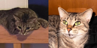 two images of brown tabby cat with big green eyes and a slightly crazed expression