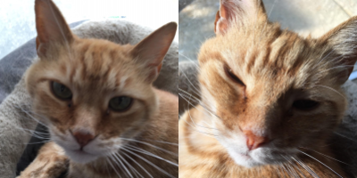 two images of an orange tabby with green eyes and white fur around his mouth