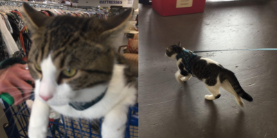 two images of a brown and white tabby cat with greenish amber eyes wearing a blue harness and leash. in the first image he's sitting in a shopping cart, and in the second attempting to leave the store